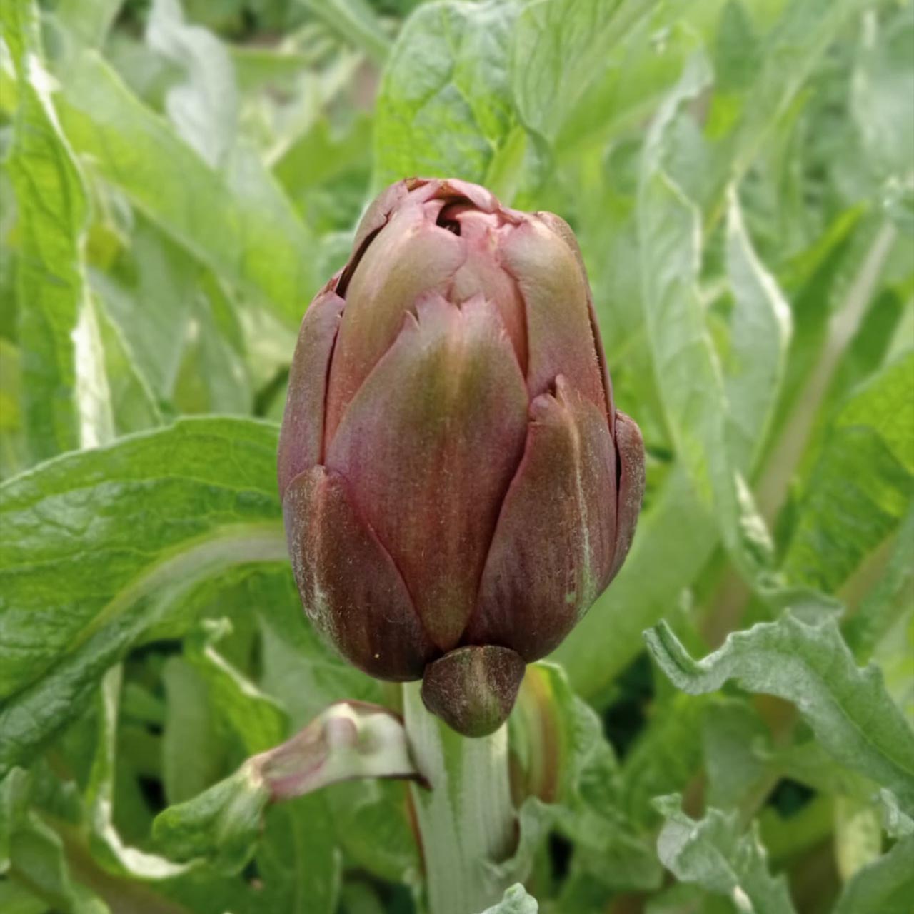 Carciofo Violetto BIO