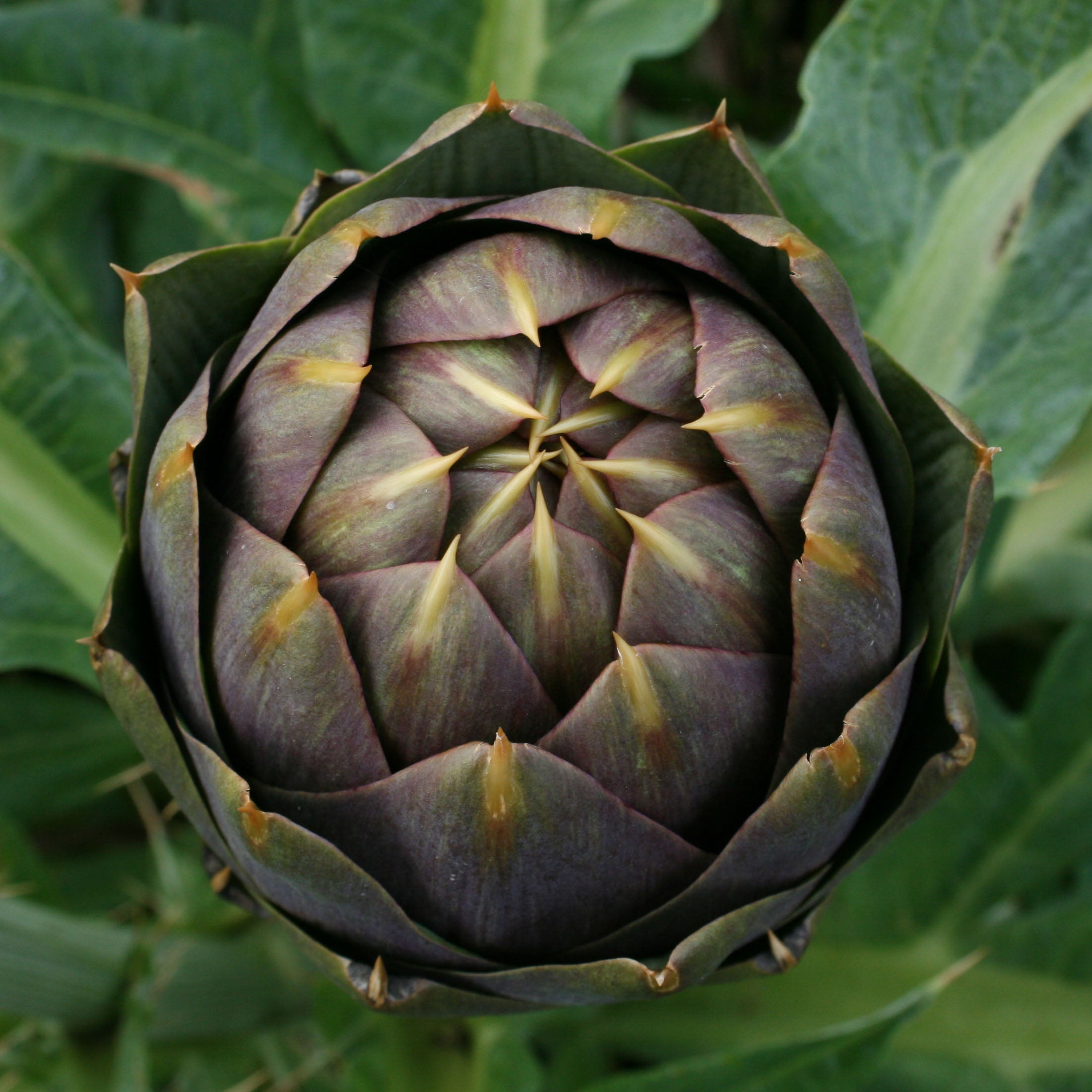 Carciofo Spinoso di Menfi